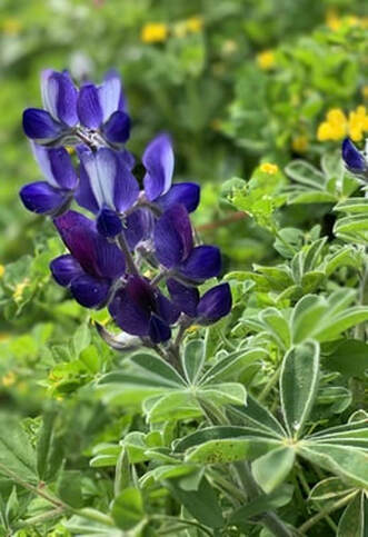 Lupins on the roadside on Crete in March